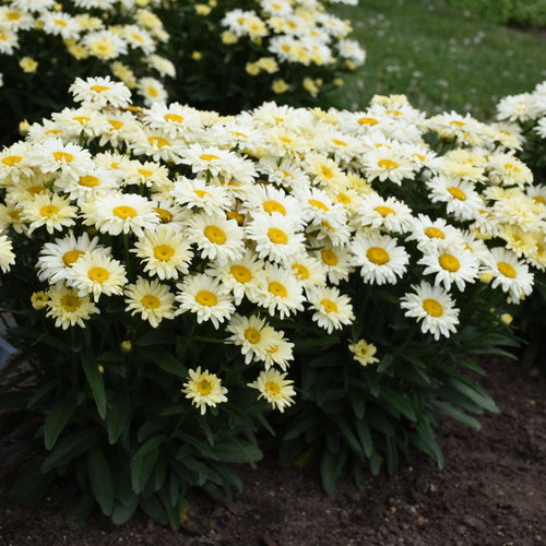 Leucanthemum 'Banana Cream II'