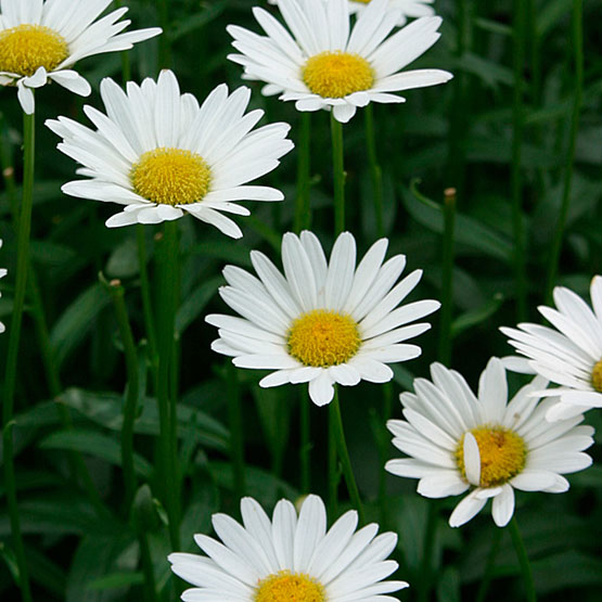 Leucanthemum 'Becky'