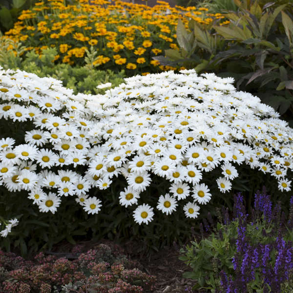 Leucanthemum 'Daisy May'