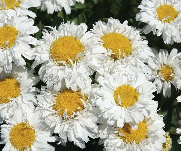 Leucanthemum s. 'Freak!'