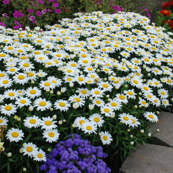 Leucanthemum 'Snowcap'