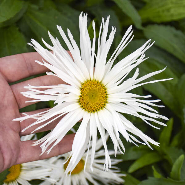 Leucanthemum 'Spun Silk'