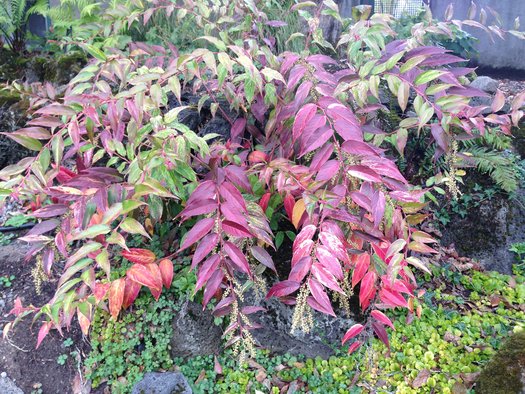 Leucothoe f. 'Rainbow'
