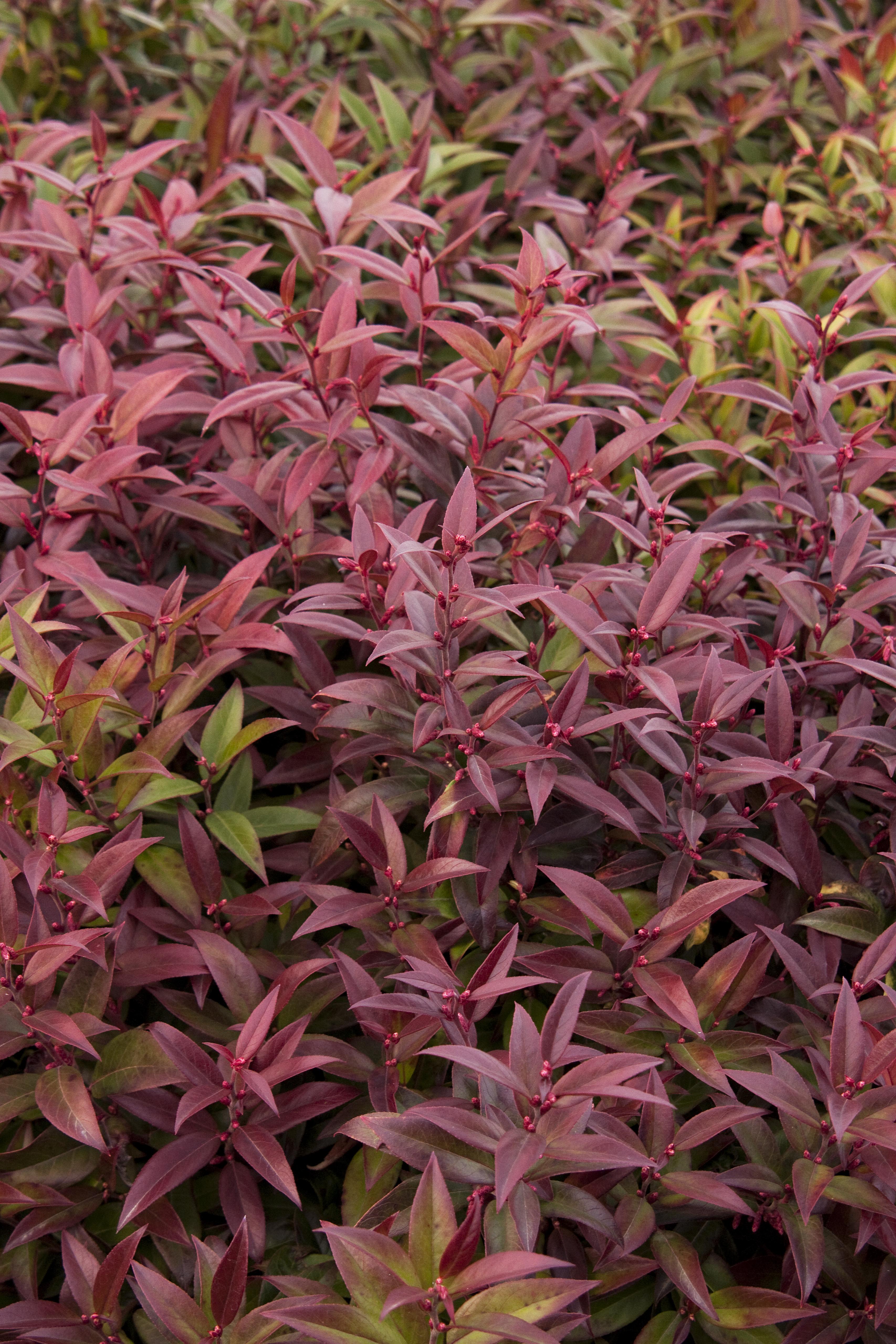 Leucothoe Scarletta