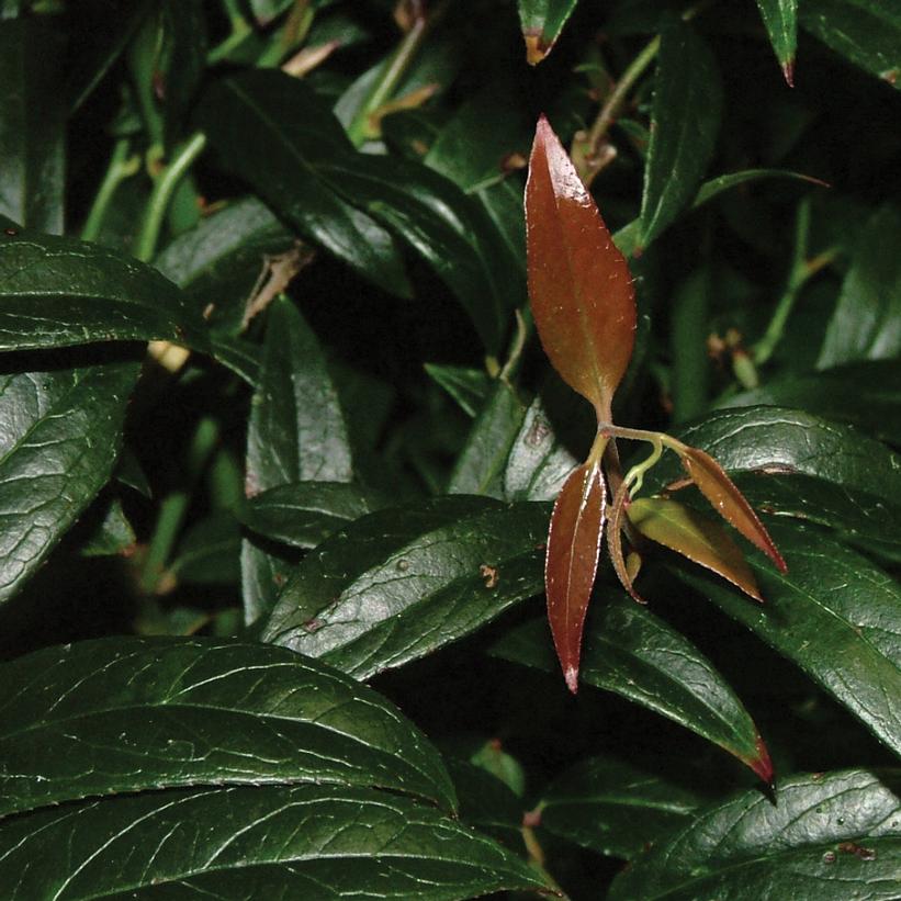 Leucothoe axillaris 'Squirt'