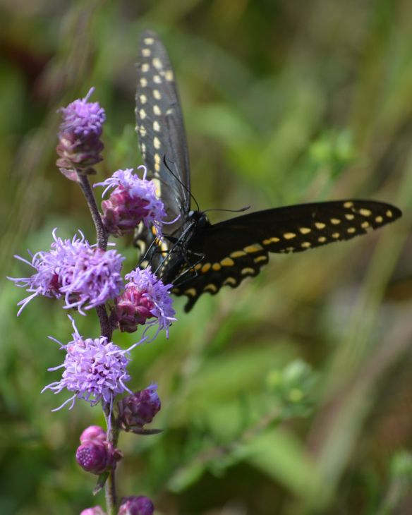 Liatris Aspera