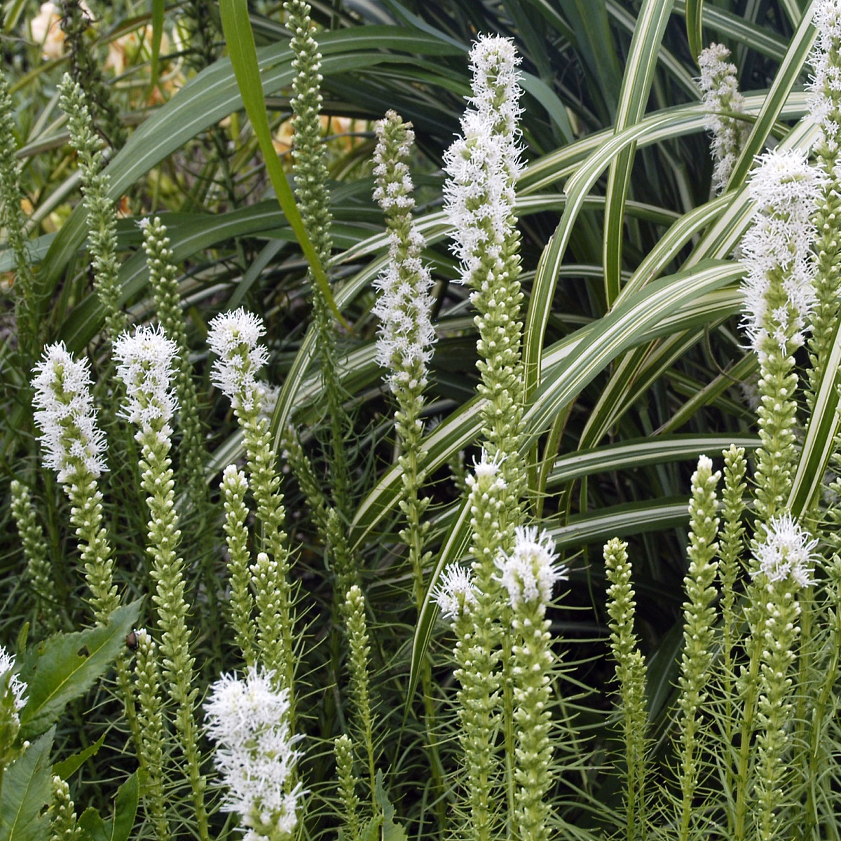 Liatris spicata 'Floristan White'