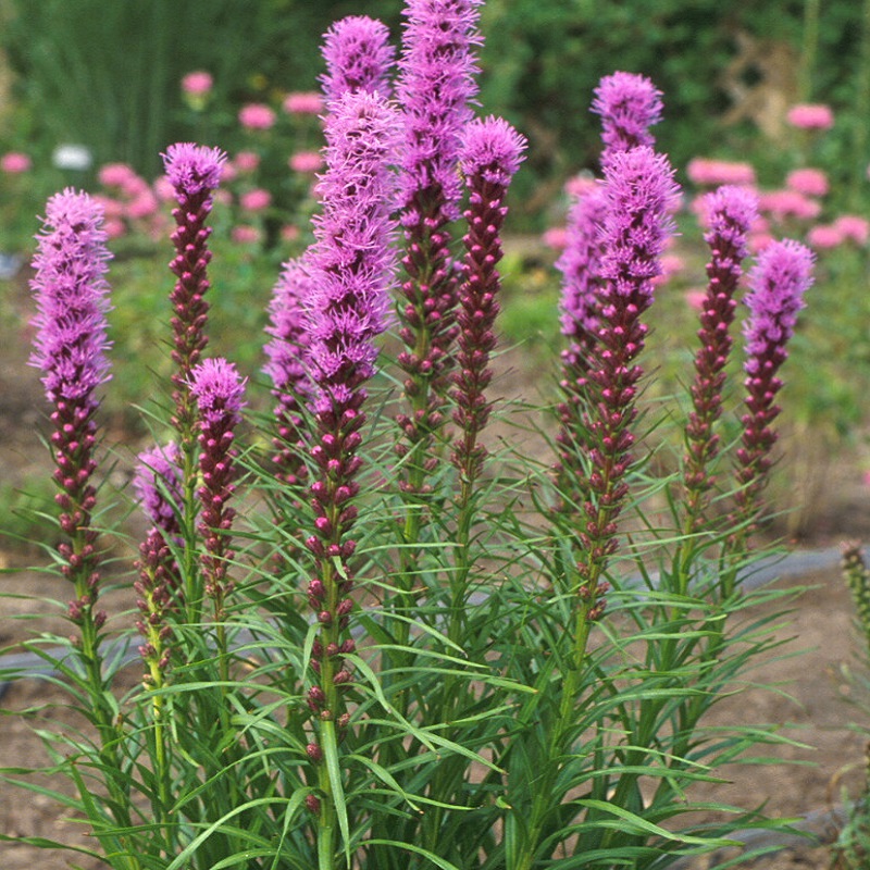 Liatris spicata 'Kobold'