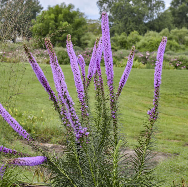 Liatris Lavender Glowsticks