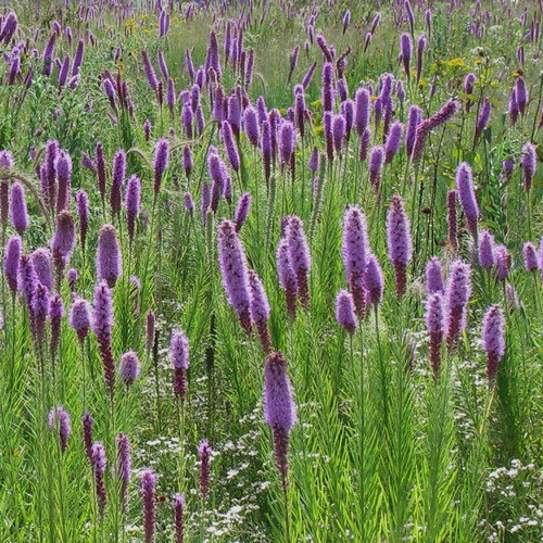 Liatris pycnostachya
