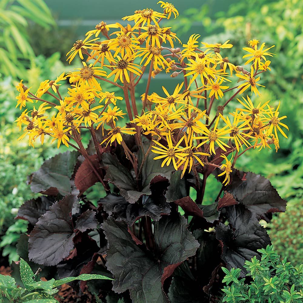 Ligularia 'Britt-Marie Crawford'