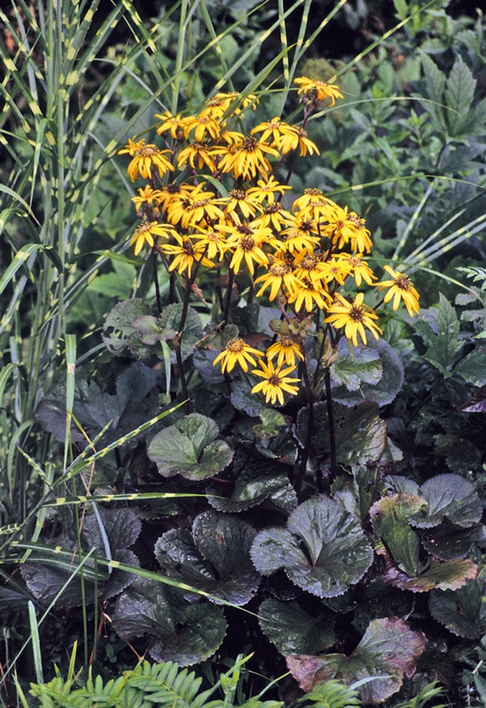 Ligularia dent. 'Midnight Lady'