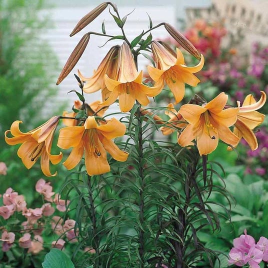 Lilium 'African Queen'