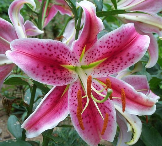 Lilium 'Stargazer'