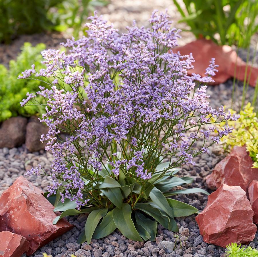 Limonium 'Dazzle Rock'