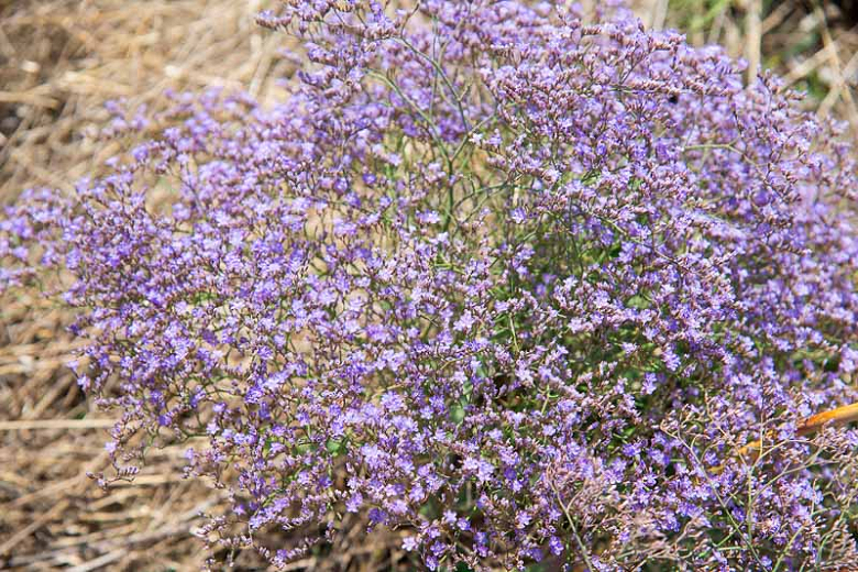 Limonium latifolium