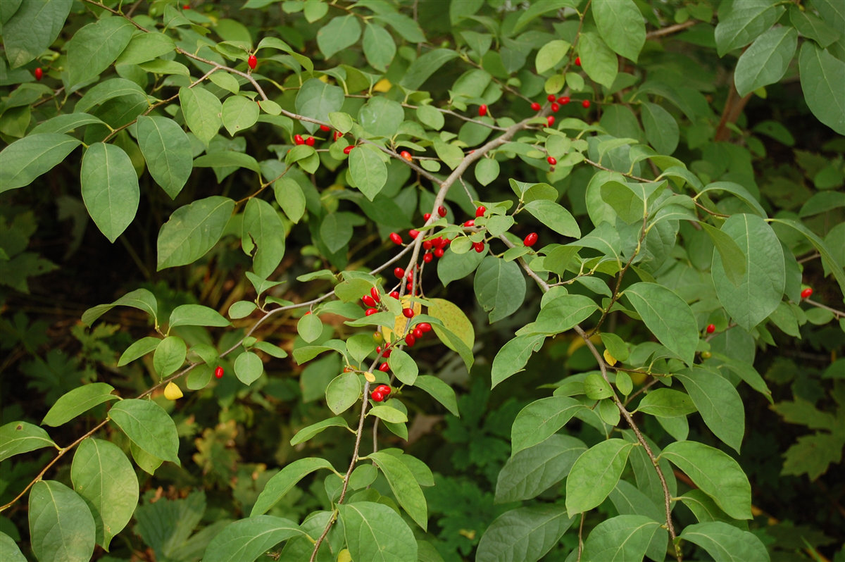 Lindera benzoin