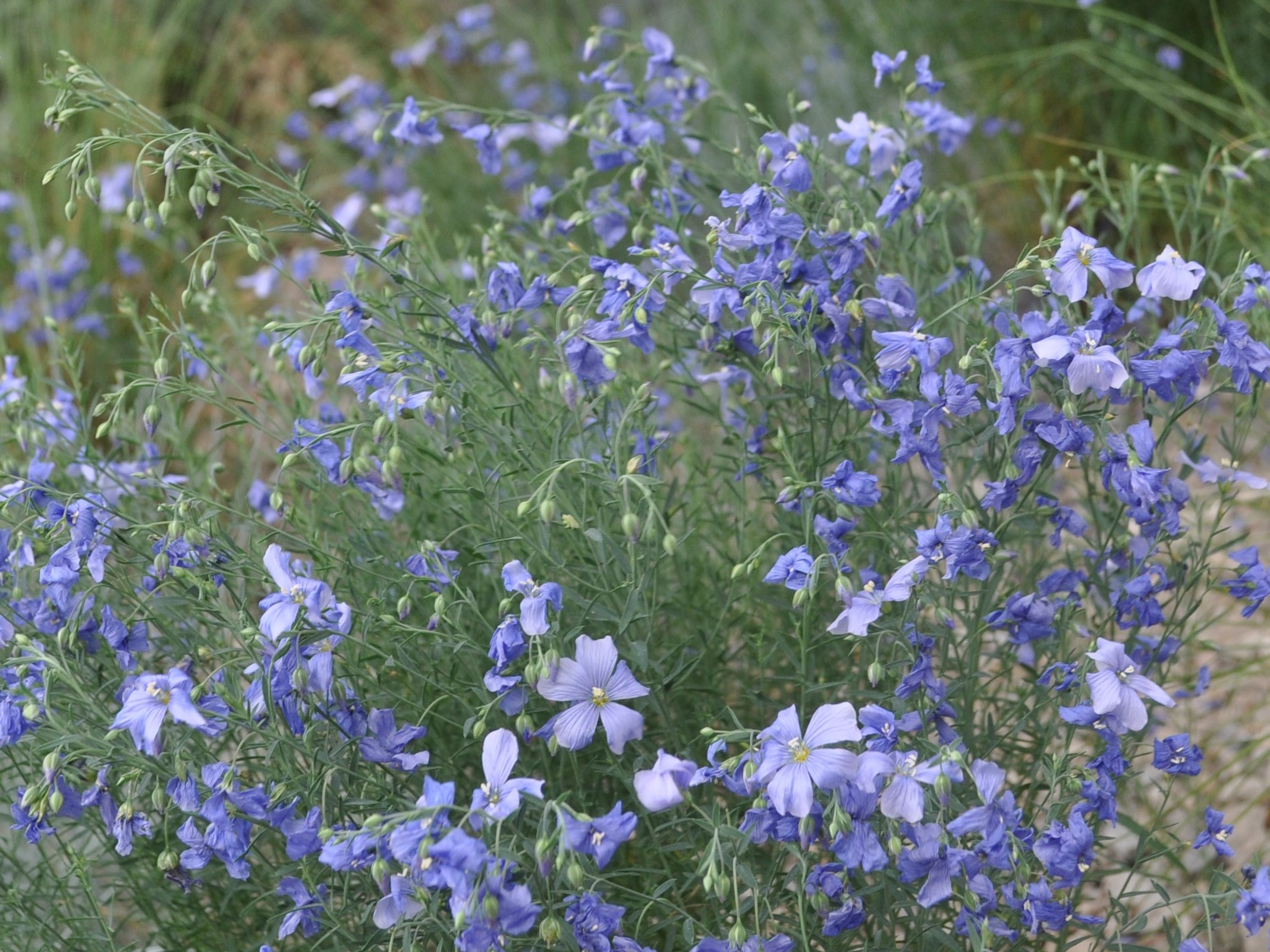 Linum perenne 'Sapphire'