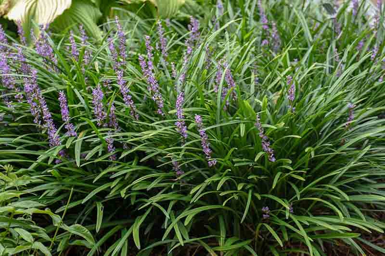 Liriope muscari 'Big Blue'