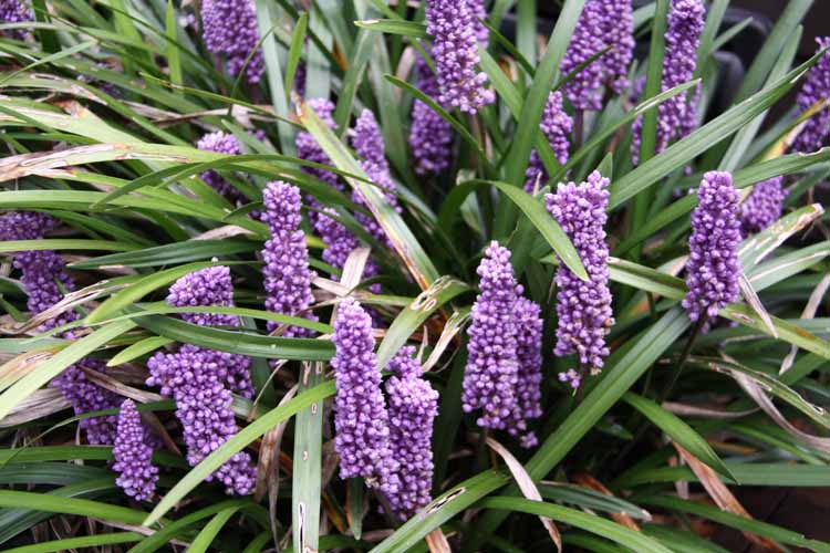 Liriope muscari 'Royal Purple'