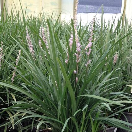 Liriope spicata