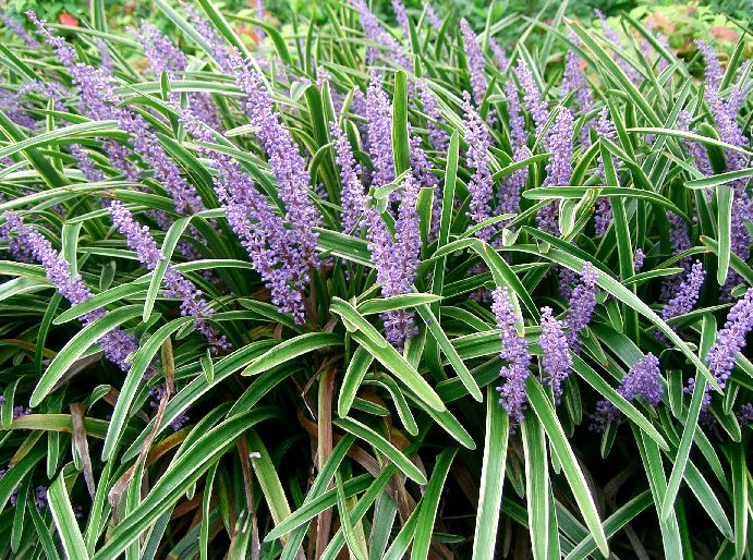 Liriope muscari 'Variegata'