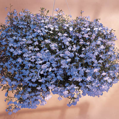 Lobelia Regatta 'Sky Blue'