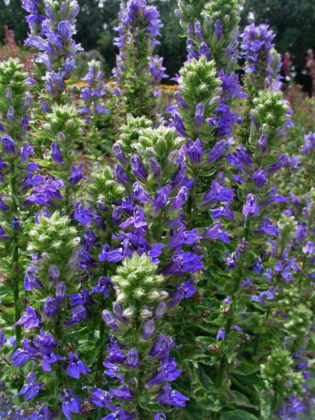 Lobelia siphilitica