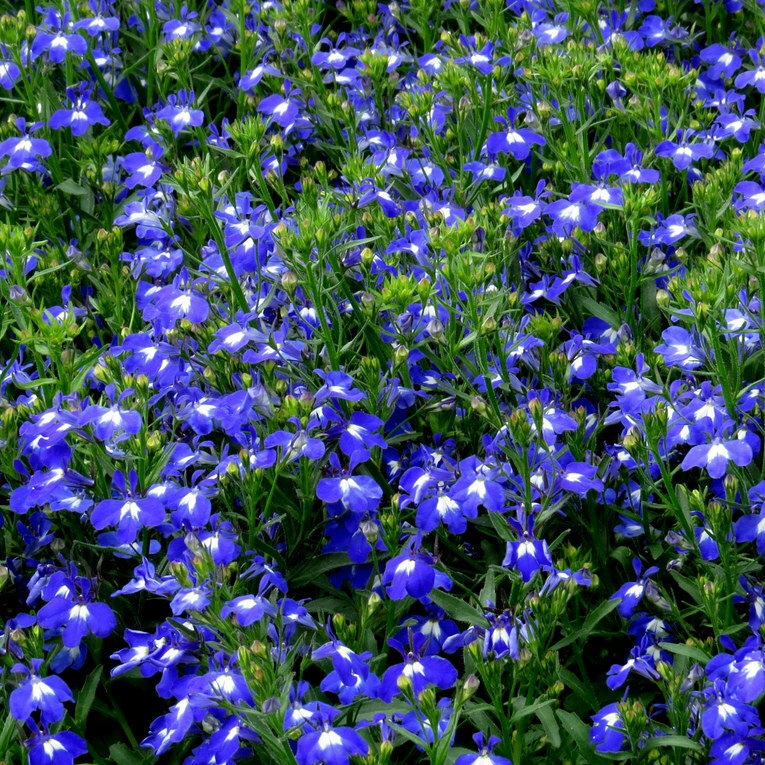 Lobelia Techno Heat 'Dark Blue'