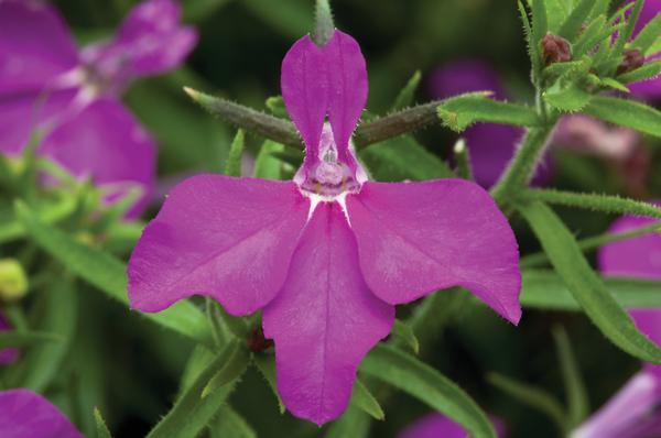 Lobelia Techno Heat 'Lilac'