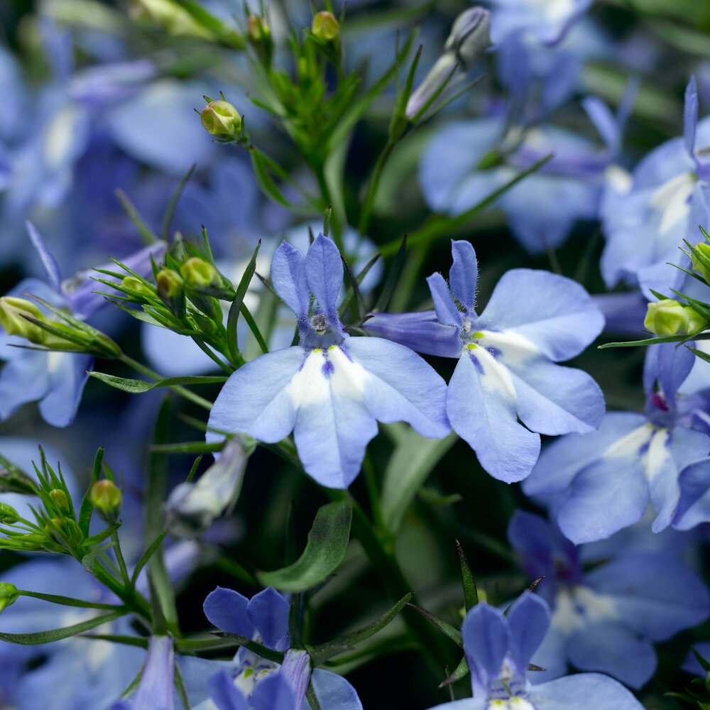 Lobelia Techno 'Light Blue'