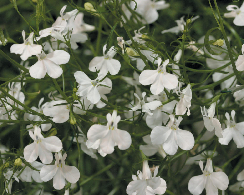 Lobelia Techno White