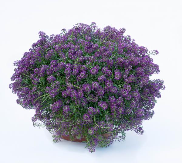 Lobularia Stream 'Purple'