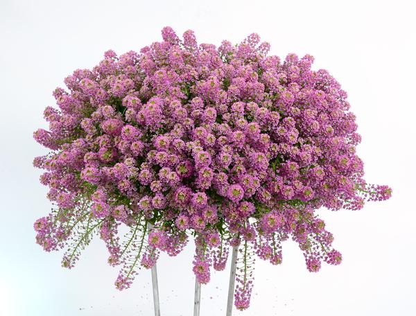 Lobularia Stream 'Raspberry'