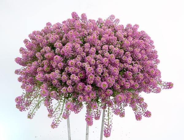 Lobularia Stream 'Raspberry'