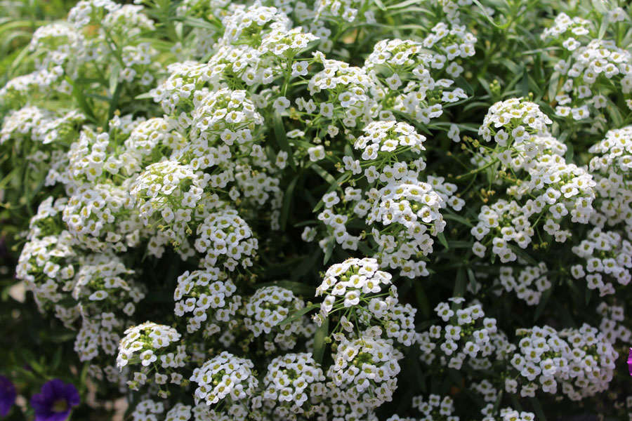 Lobularia Stream 'White'