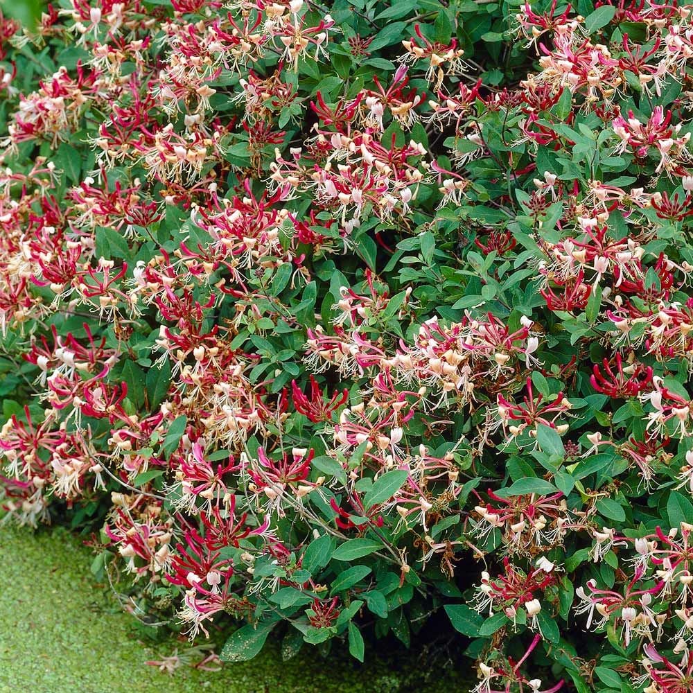 Lonicera Periclymenum Serotina