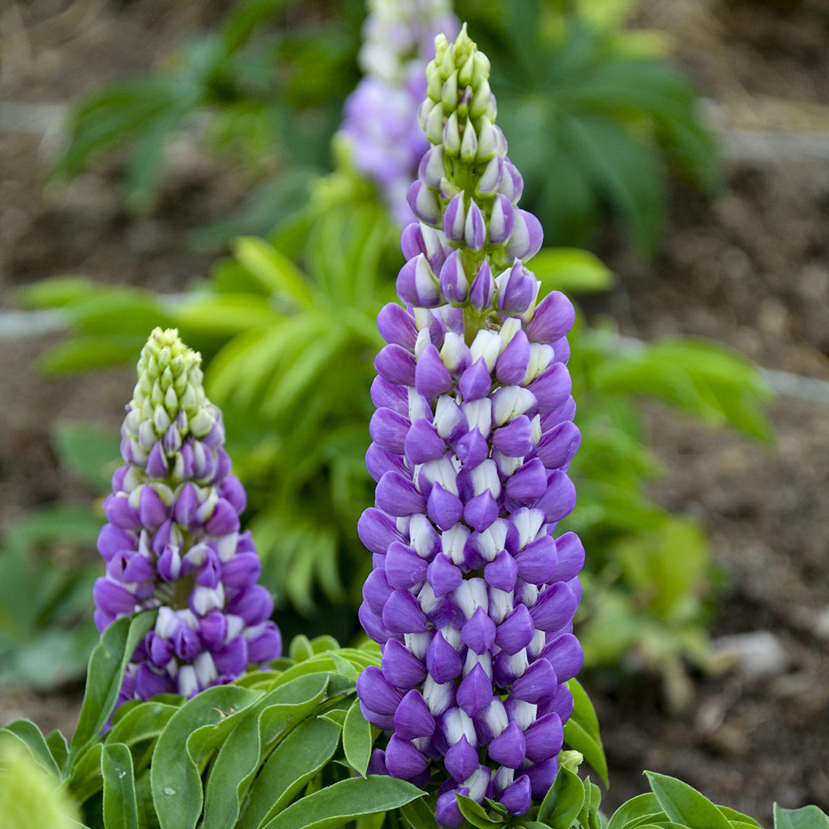 Lupinus 'Lupini Blue Shades'