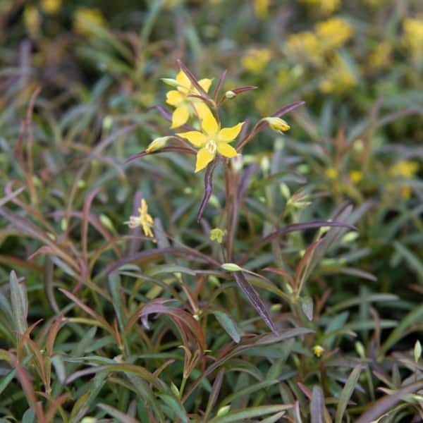 Lysimachia lance. 'Burgundy Mist'