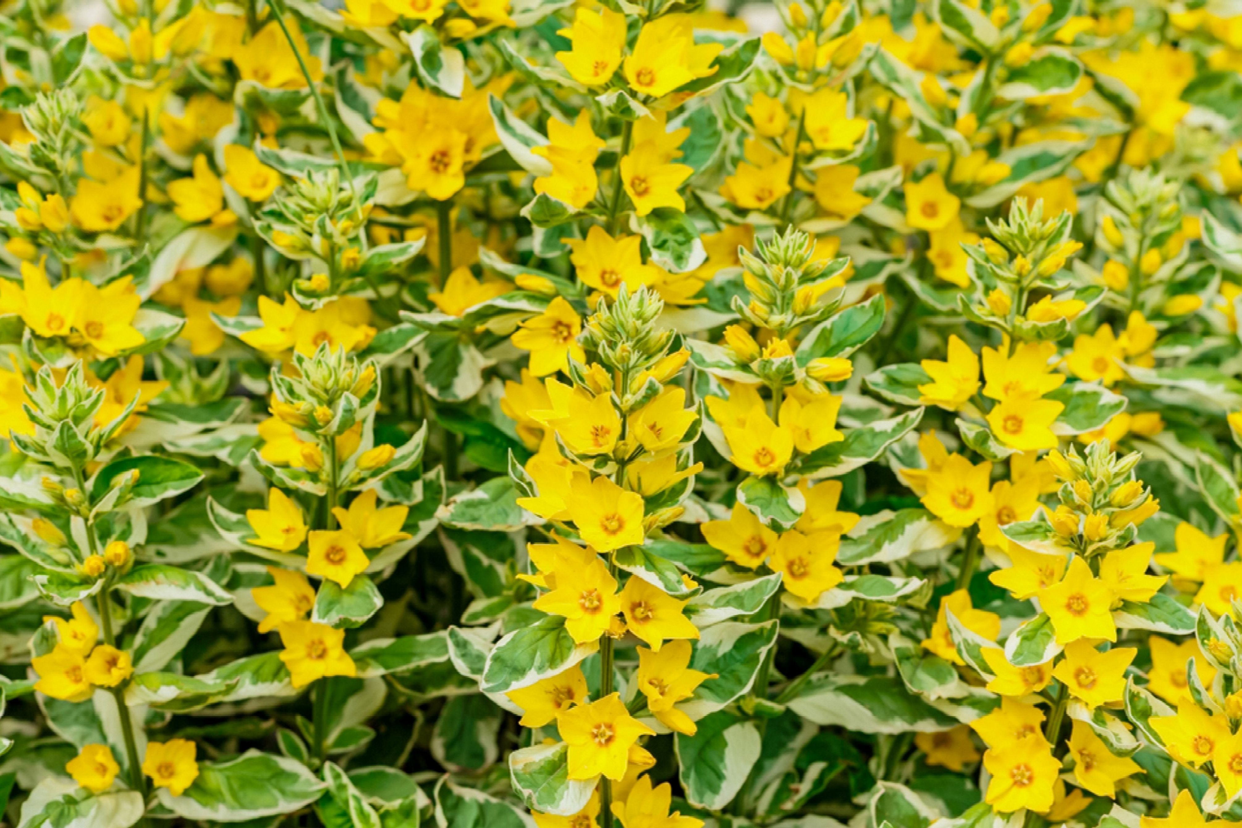 Lysimachia cong. 'Variegata'