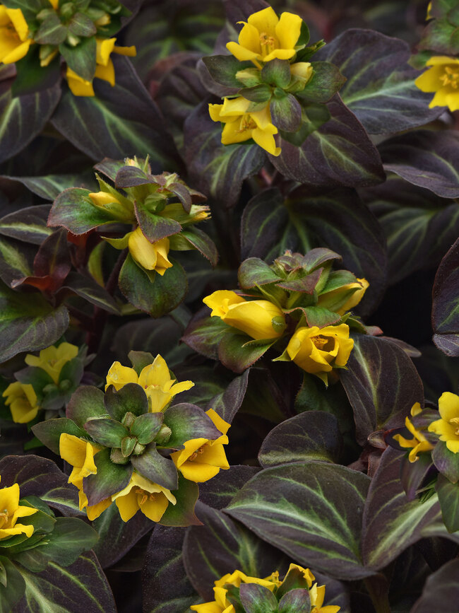 Lysimachia alfredii 'Night Light'