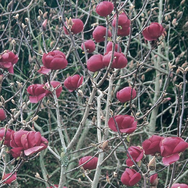 Magnolia x soulangeana 'Black Tulip'