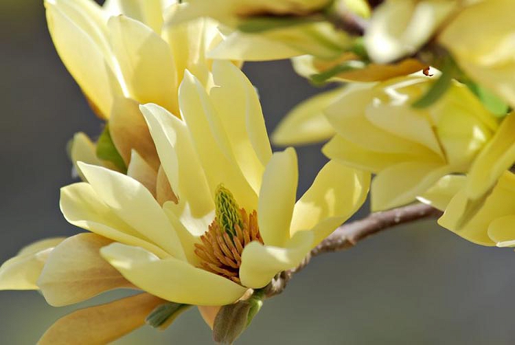 Magnolia 'Butterflies'