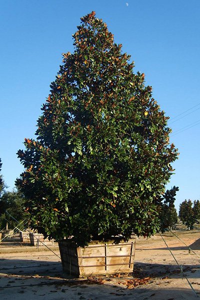 Magnolia 'D.D. Blanchard'