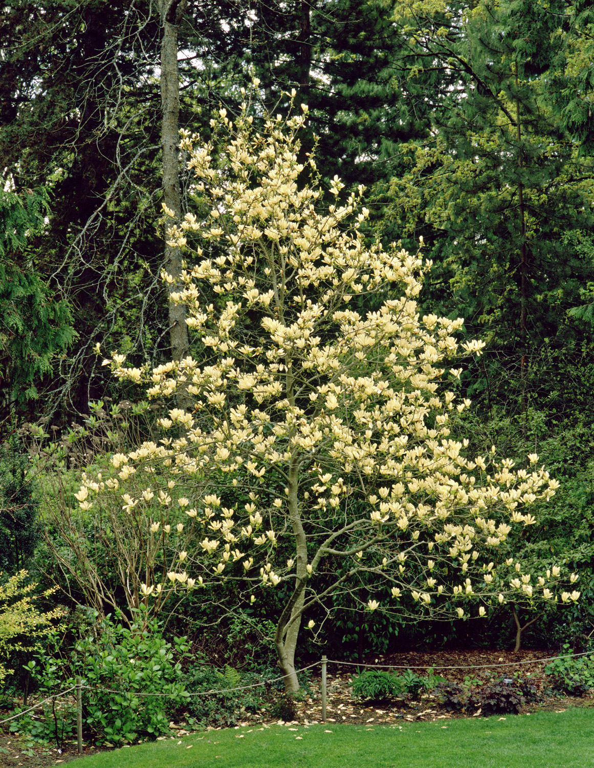 Magnolia 'Elizabeth'