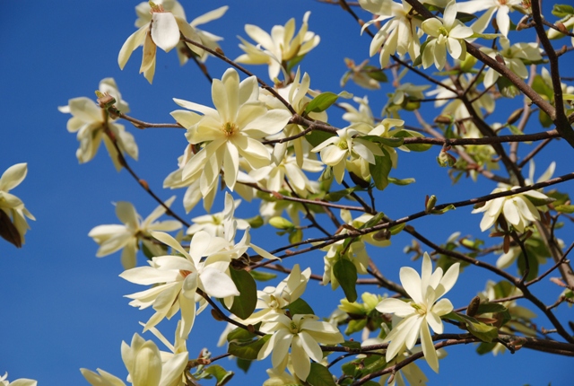 Magnolia 'Gold Star'