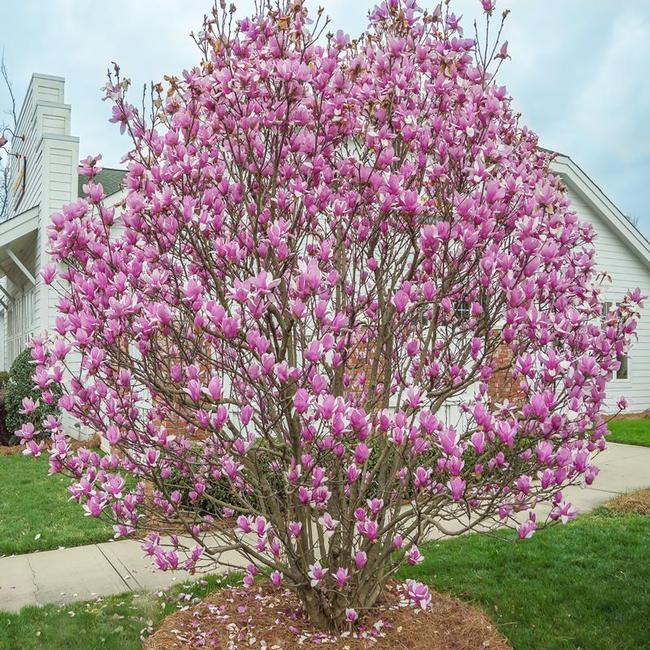 Magnolia 'Jane'