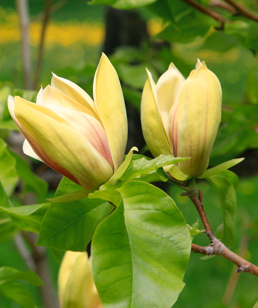 Magnolia 'Judy Zuk'