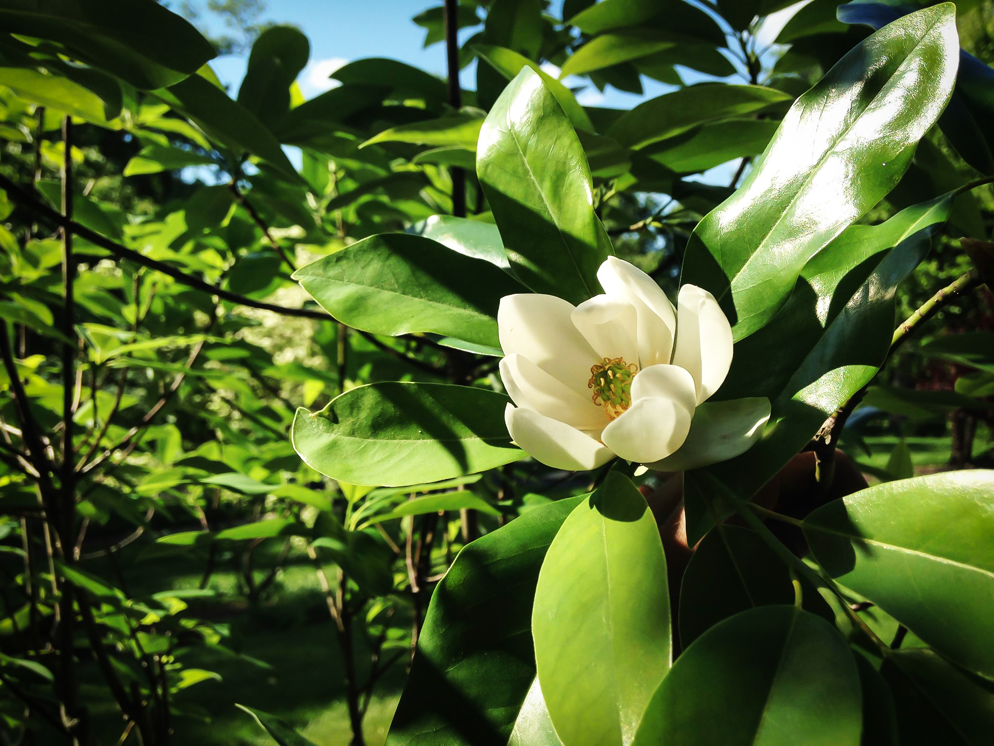 Magnolia virginiana 'Moonglow'