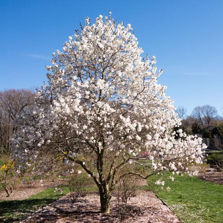 Magnolia stellata 'Royal Star'